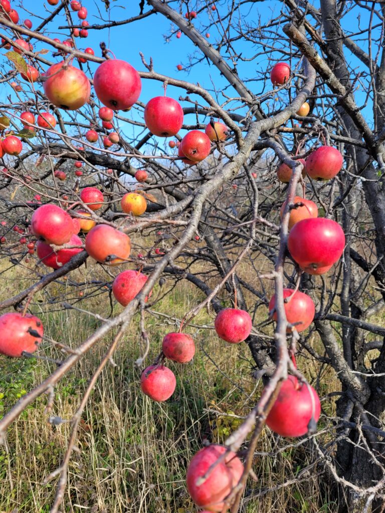 apples