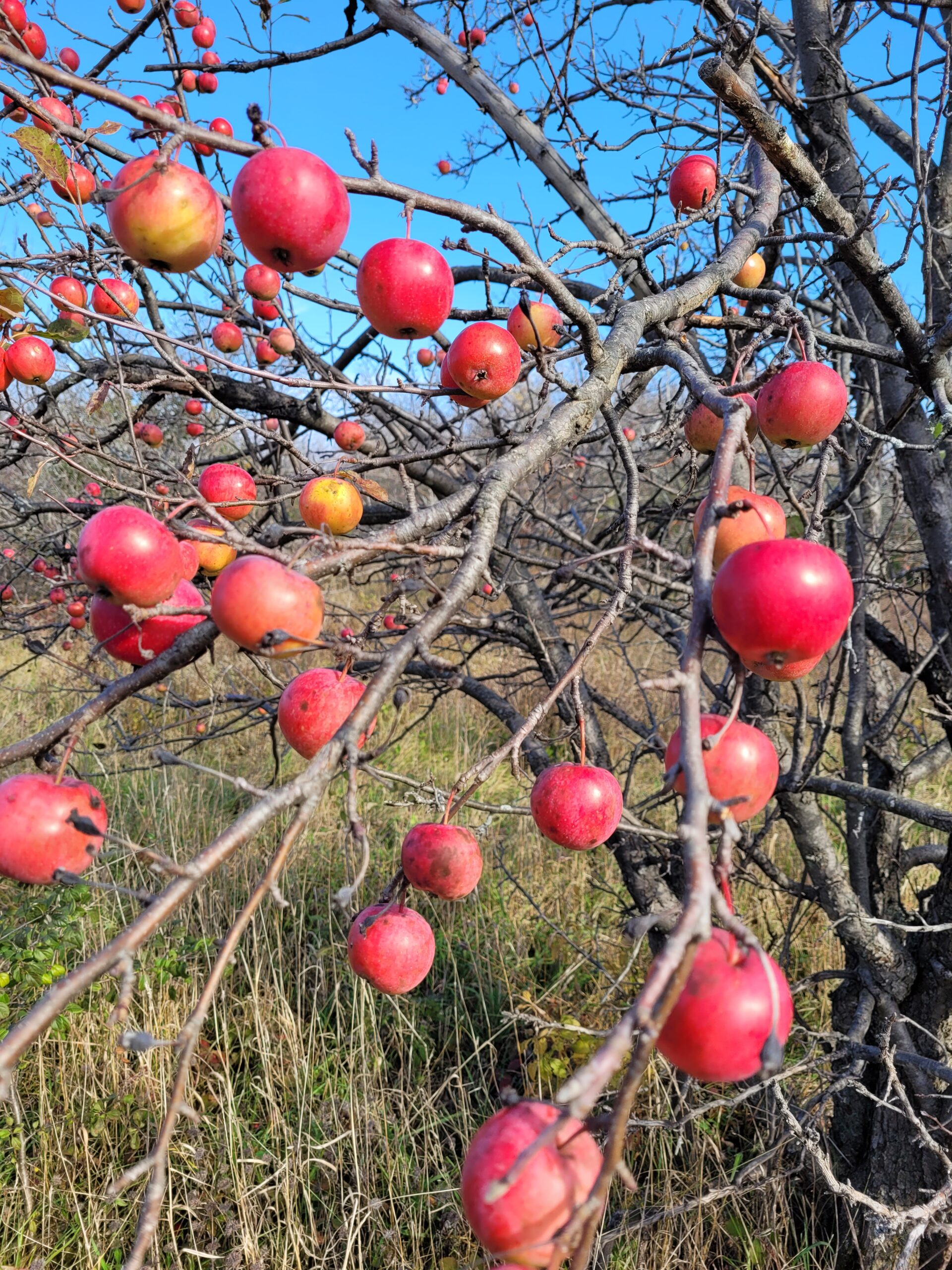 The Story before the Story… the Apple Incident